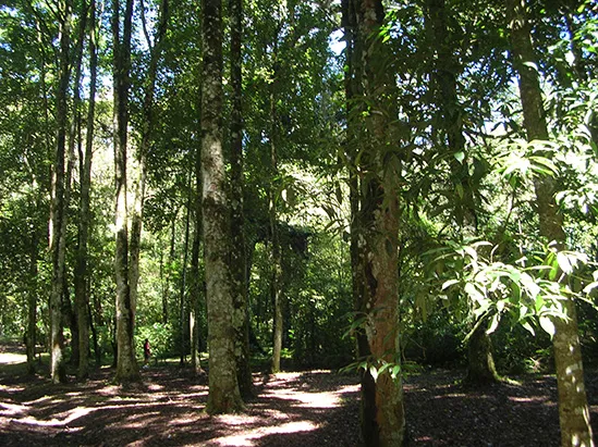 Bali Botanical Garden private tour