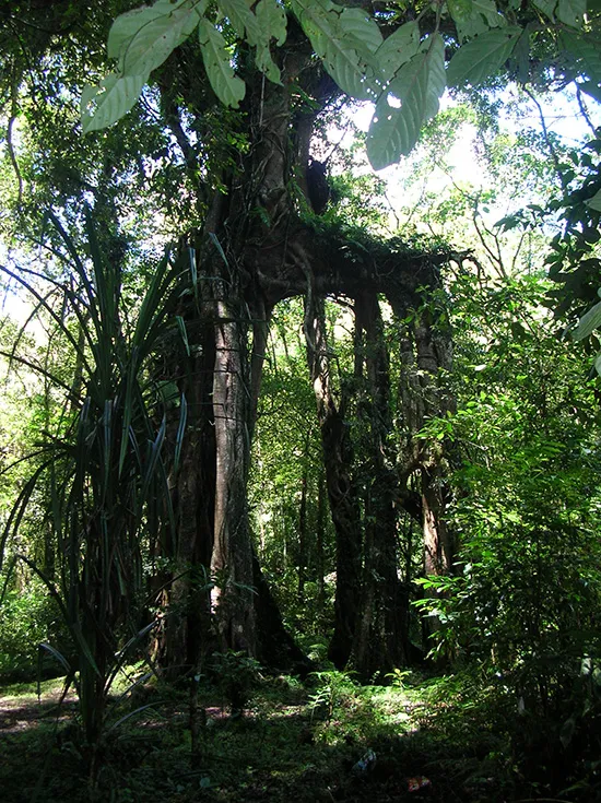 Bali Botanical Garden tour from Kuta