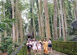 monkey forest bali tour
