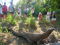Komodo Tour