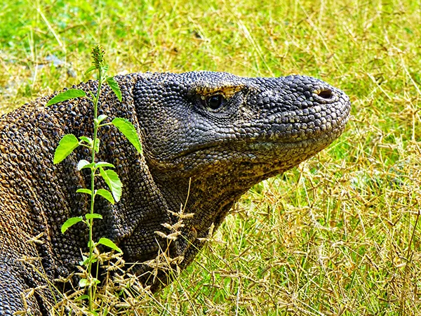 komodo tour 2 days 1 night