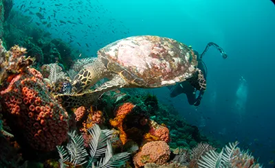  Komodo Tours & cruises 