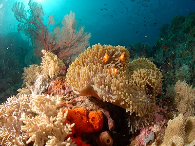Komodo Tours & cruises