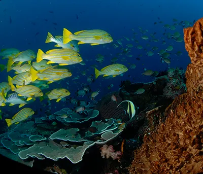  Komodo Tour